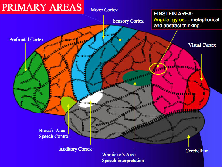 neuroplasticità